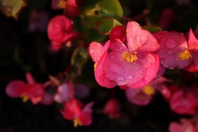 Close-up of pink flowers blooming outdoors