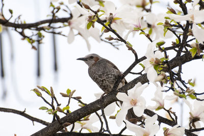 Close-up of bird perching on tree