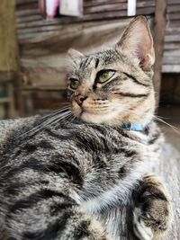 Close-up portrait of a cat looking away