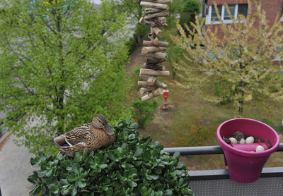 View of bird on rock in yard