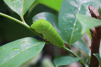 Close-up of green leaves