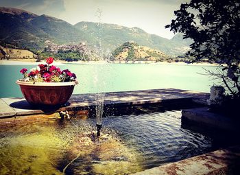 Close-up of potted plant by lake against mountains