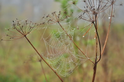 Close-up of spider on web