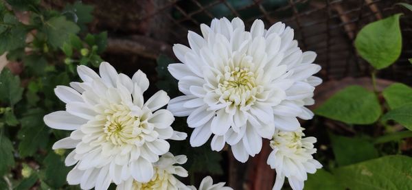 Close-up of white flowering plant