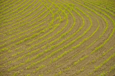 A corn field in brittany