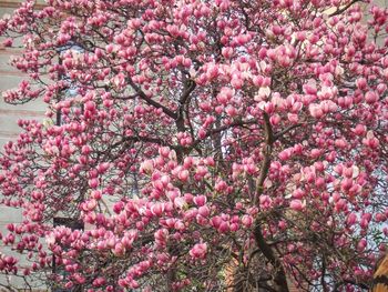 Close-up of pink cherry blossoms in spring