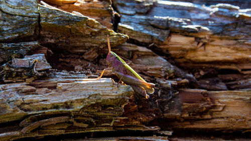 Bird perching on rock