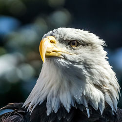 Close-up of eagle against blurred background