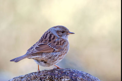 Close-up of bird perching outdoors