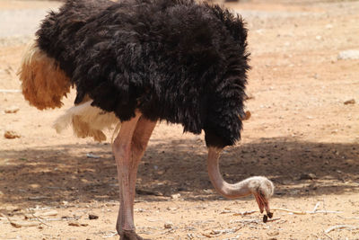 Close-up of ostrich on sand