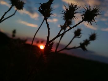 Close-up of plants against sunset