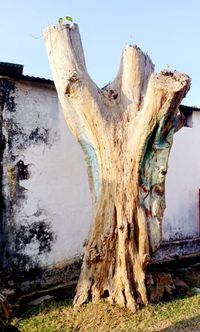 Close-up of tree trunk on field against sky