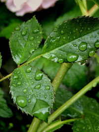 Close-up of wet plant leaves during rainy season