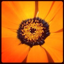 Close-up of yellow flower