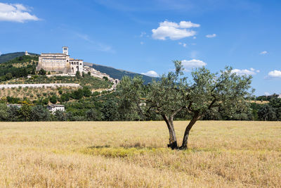 Trees on field against sky