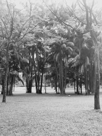 Trees on landscape