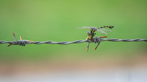 Close-up of insect on barbed wire