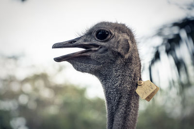 Close-up of a bird looking away