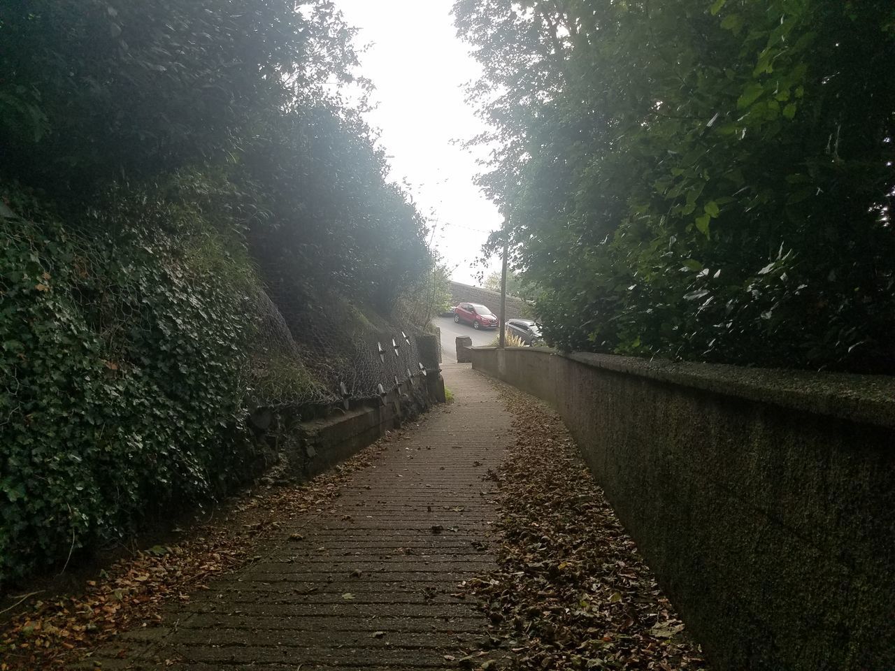 FOOTPATH AMIDST TREES