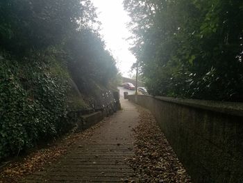 Empty road along trees