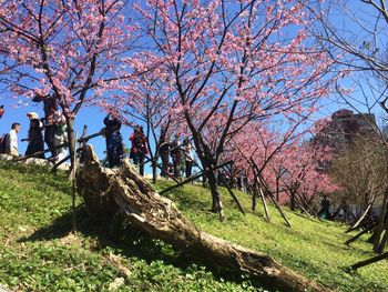 Pink flowers growing on tree