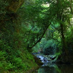 River amidst trees in forest