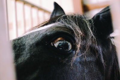 Extreme close up of horse