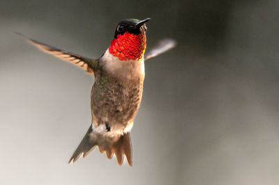 Close-up of bird flying against blurred background