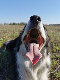 Close-up of dog on field