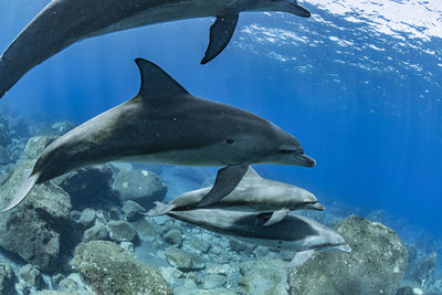 Dolphins Sea