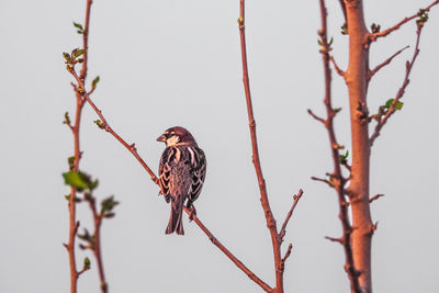 Close-up of bird perching on tree against clear sky