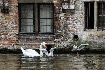 Swans in a lake