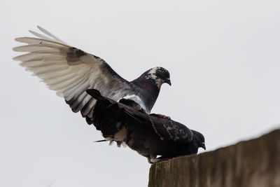 Low angle view of bird flying against clear sky