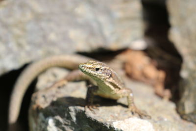 Close-up of lizard on rock