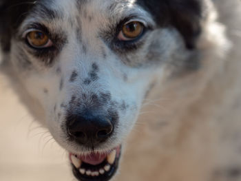 Portrait of dog