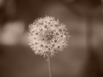 Close-up of flower