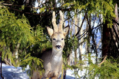 Close-up portrait of deer on tree