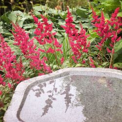Close-up of pink flowers