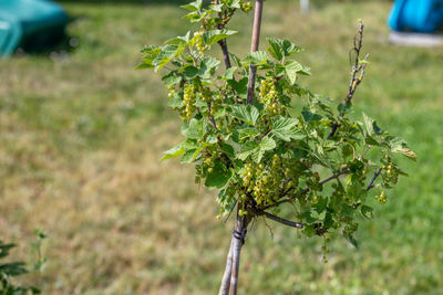 Close-up of fresh green plant in field