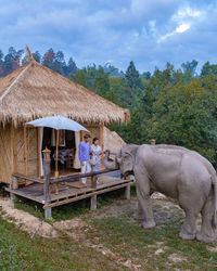 Elephant in forest