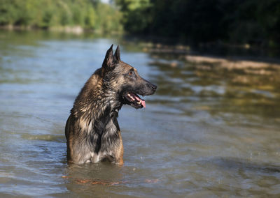 Dog looking away in river