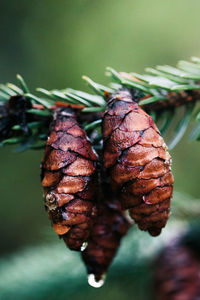 Close-up of pine cone on plant