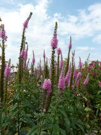 Low angle view of pink flowers blooming against sky