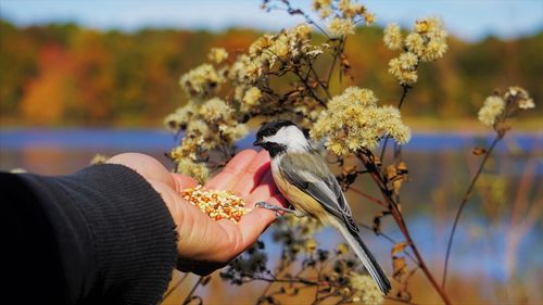 Low angle view of hand holding feeding bird