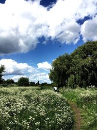 Plants growing on field against sky