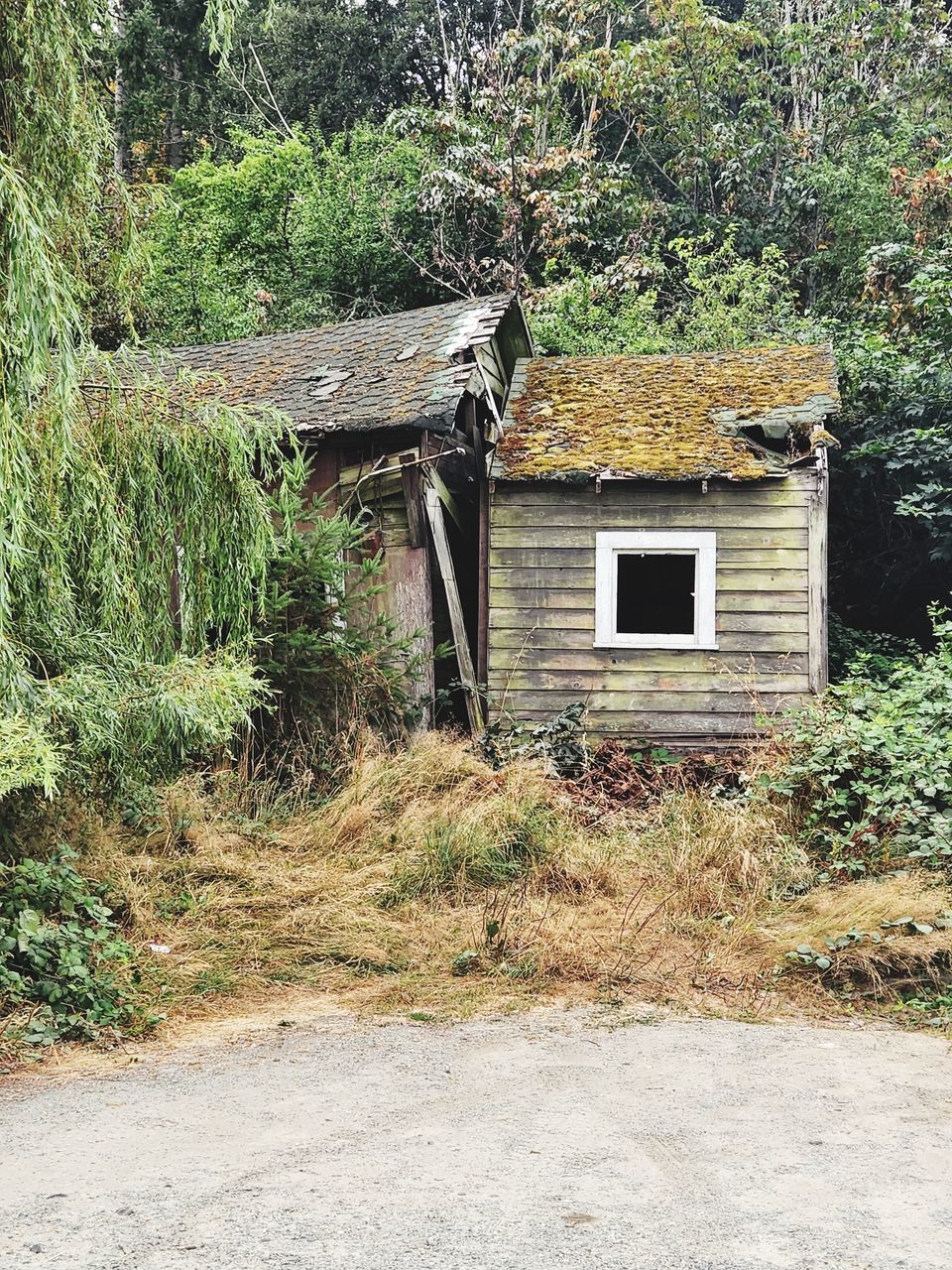 built structure, architecture, plant, building exterior, tree, building, no people, day, house, nature, growth, rural area, hut, land, shack, cottage, abandoned, outdoors, wood, green, old, residential district, landscape, shed, home, entrance, forest, field