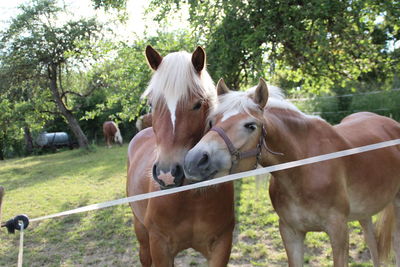 Horses standing in ranch