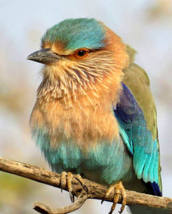 Close-up of bird perching on branch