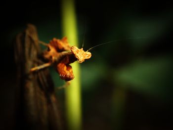 Close-up of insect on plant