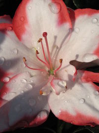 Close-up of pink flower